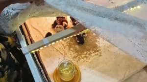 20230710 вылупление маранов, амерауканов, кохинхинов  и других