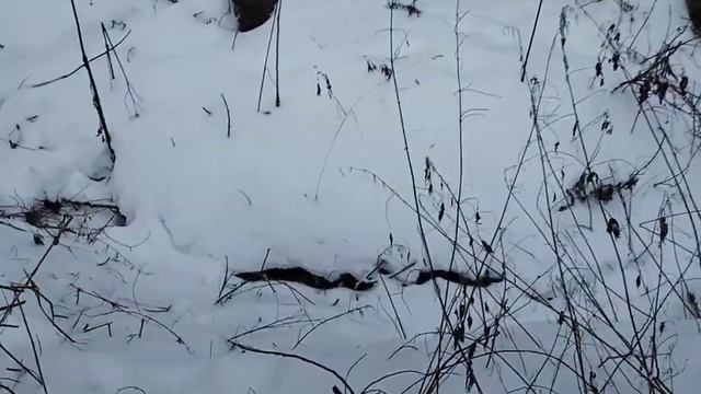 Охота на лис с капканами.