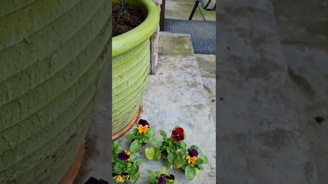 Эксклюзив! Сад и Огород! от Автора!☀️❤️🌱#сад #огород #Дача #садовод #советы #мойсад #ок #блогер смотреть онлайн