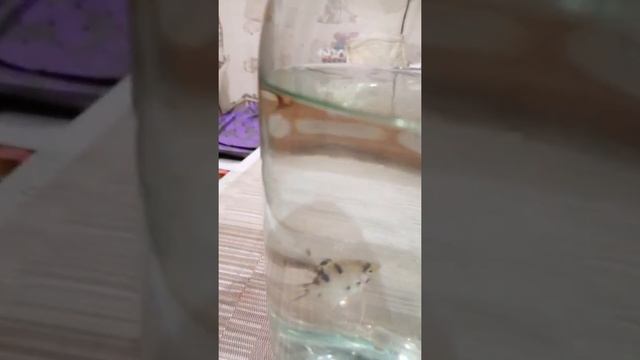 Мои рыбки Гуппи и Скалярии смотреть онлайн