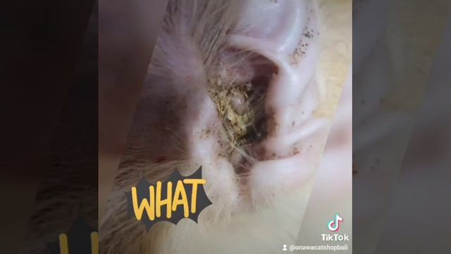 obat tetes terapi earmite, membasmi earmite kucing
