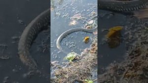 ...Жаба гадюку