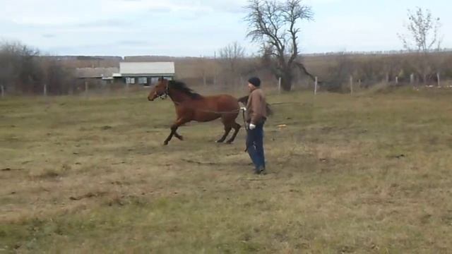 Будёновский мерин Бандерас 2010 г. р. смотреть онлайн