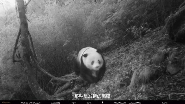 2021 WULING JOURNEY / ZHENGTU Fighting (Tangjiahe Nature Reserve): Commercial Ad TVC Iklan TV, Chin смотреть онлайн