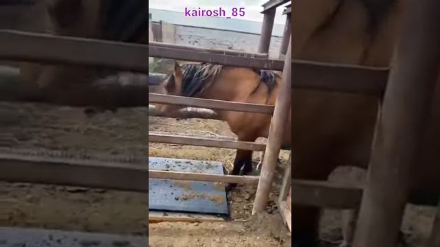 Мұғалжар айғыр Баракат 2018ж. мугалджарская порода