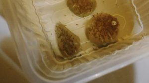 Наблюдаем за изъятой икрой акары бирюзовой день 3