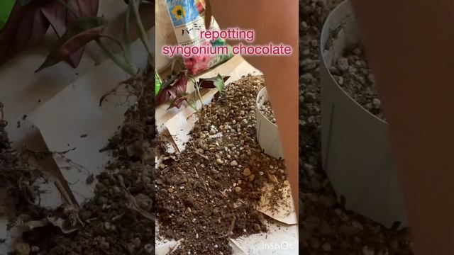 Plant Rescue 😅 Calla Lily / Syngonium Chocolate / New Plants / Indoor Plants