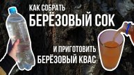Как собрать березовый сок и приготовить из него квас