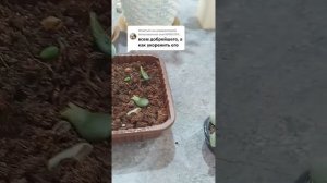 как укоренить денежное дерево ( крассулу, толстянку)