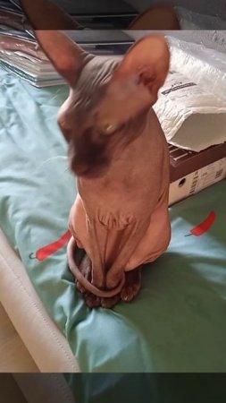 Кот Аватар