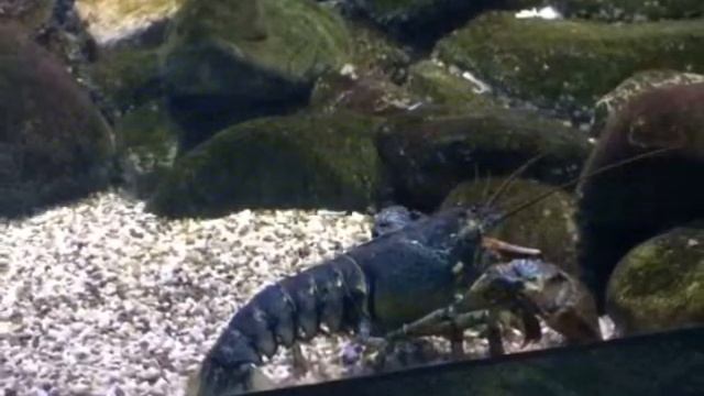 Москвариум.18.09.217 смотреть онлайн