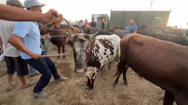 ЭРТАЛАБГИ САВДОЛАР ХОРАЗМ ШОВОТ МОЛ БОЗОРИ БОКИЛАДИГАН ЁШ НОВВОСЛАР !!! ХОРАЗМ БОЗОР смотреть онлайн
