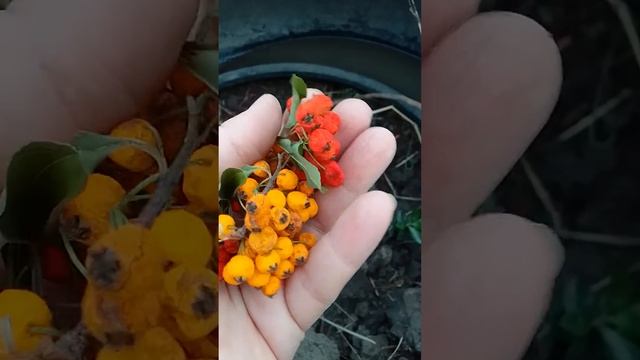 Вырастить пироканту просто.