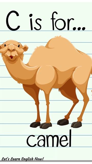 C is For Camel! смотреть онлайн