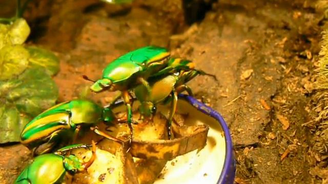 Eudicella schultzeorum смотреть онлайн