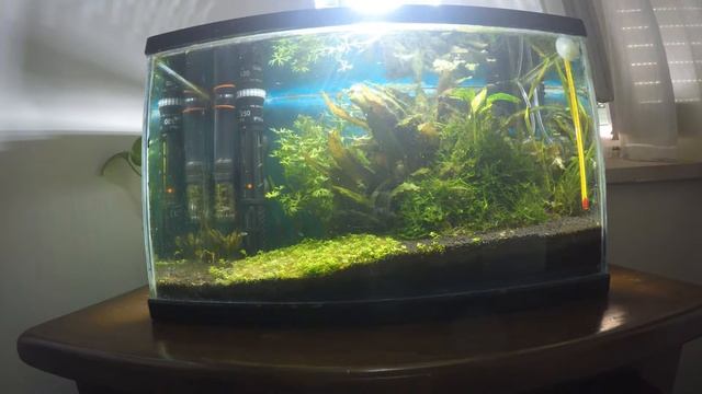 Boraras urophthalmoides & red cherry shrimp смотреть онлайн