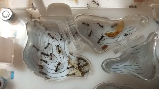 Жизнь в акриле (освоение формика) смотреть онлайн