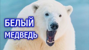 Белый медведь. Полярный суперхищник. Факты о животных. Видео про животных