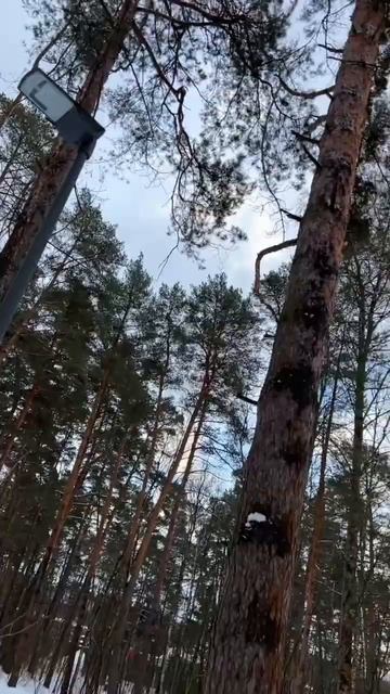 Идея для выходных
