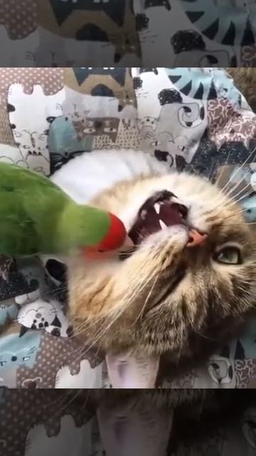 Кошачья жизнь. Попугай чистит кота 🥀😼🐦🥀