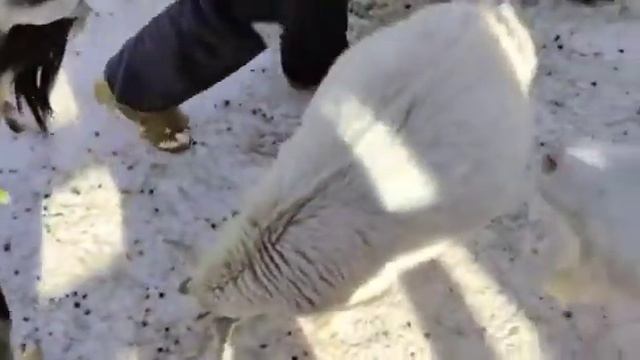 Весеннее утро с козами смотреть онлайн