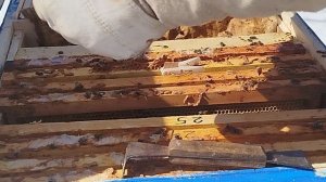 результат постановки суши в улей.