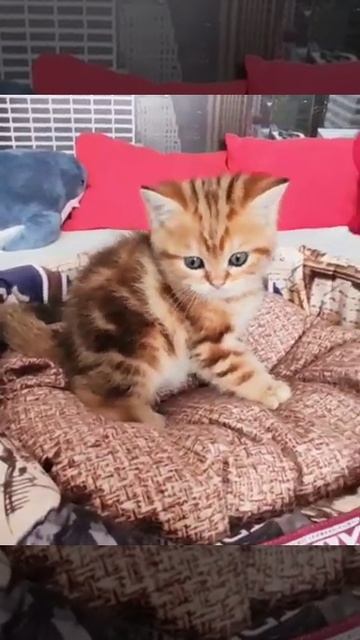 Cat Persik Golden British Chinhilla. British cat.