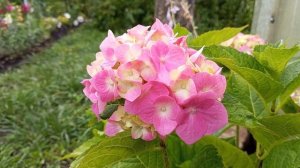 Новые ирисы в мою коллекцию.Ирисовая делянка, как и у большинства-дождливый июль...