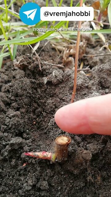 Прививки роз на шиповник пробудились смотреть онлайн