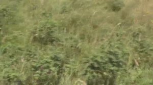 Быстро накопали для брата Николая корень солодки.