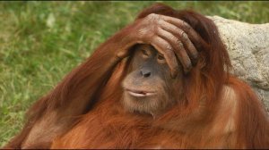 Звуки орангутана. Orangutan sounds.