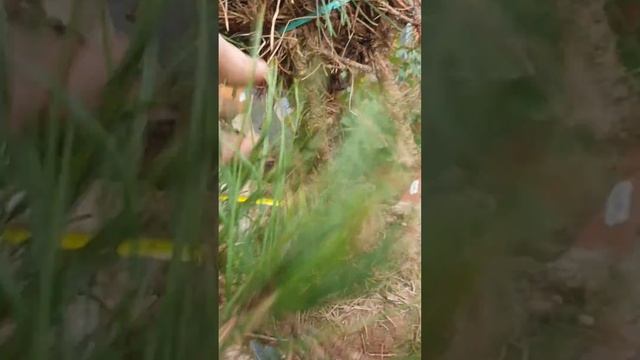 silvestre globosa viridis n1 смотреть онлайн