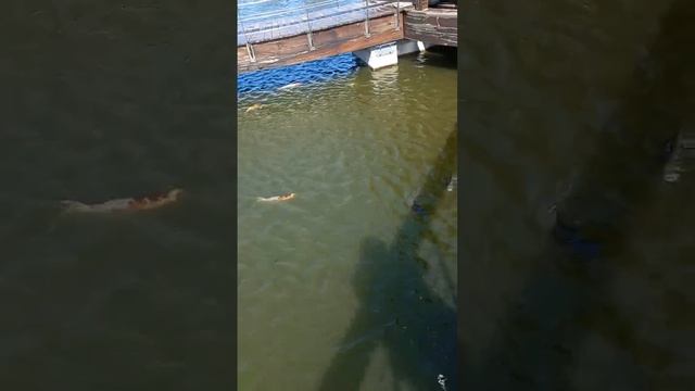 Золотые рыбки.Приморский океанариум.