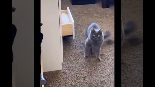 Funny Cat 😹 смешные кошки 😂 Komik Kediler :D смотреть онлайн
