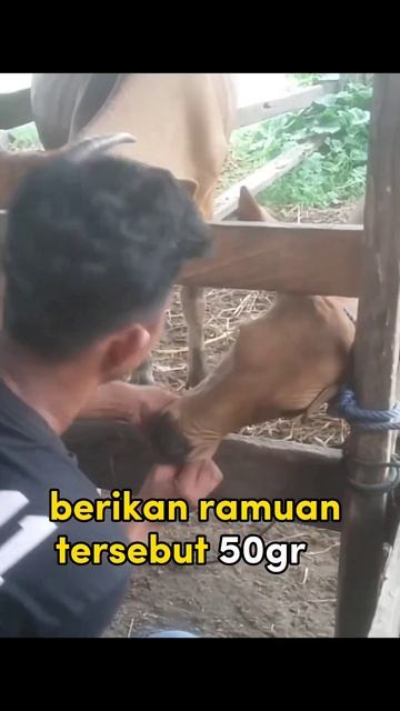 tanaman di sekitar kita yang bisa dijadikan obat dan antibiotik untuk ternak #sapi #kambing #domba