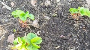 Пришло тепло, привожу в порядок клубнику🍓