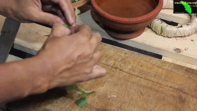 diya thippili| diya thippili recipe| diya thippili with parippu| peperomia pellucida| දිය තිප්පිලි смотреть онлайн