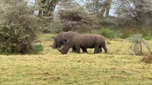 Живая природа Африки