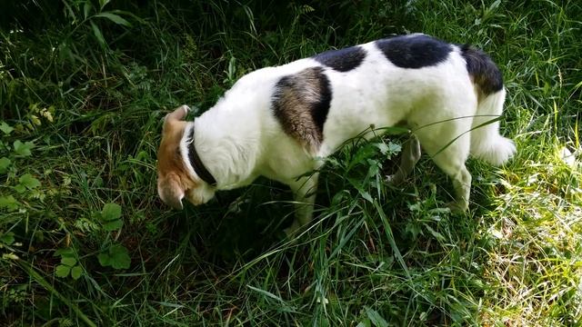 Видеобиография Шарика.2014.Часть2. смотреть онлайн