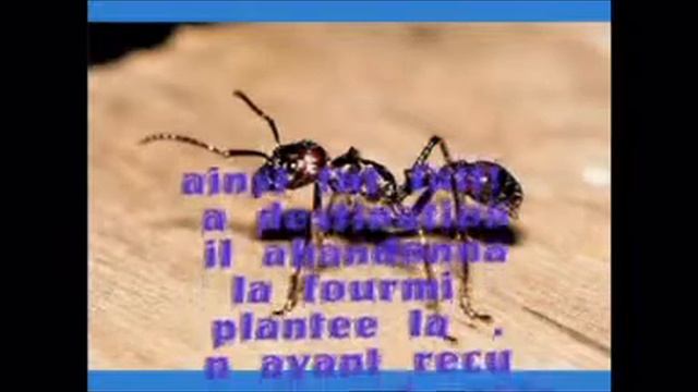 la fourmi le hanneton et le grain de blevcd смотреть онлайн