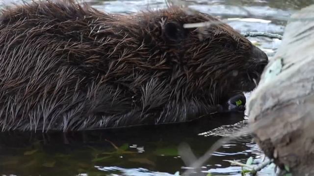 Бобер на Днепре, Могилё / Beaver on the river of Dnieper, Mogilev смотреть онлайн