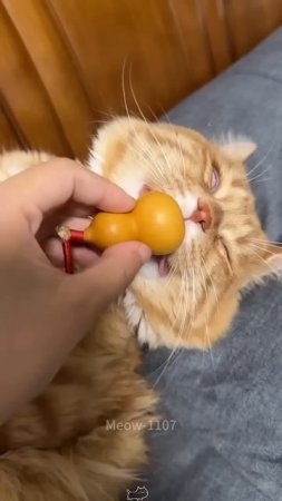 Осторожно, котики!32