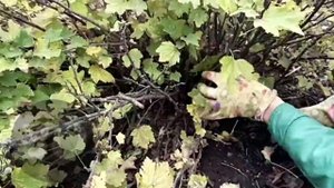 Правильная обрезка смородины и уборка опавших листьев очень поможет сократить количество вредителей