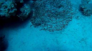 Striped eel catfish in the Red Sea / Клубок из сомиков / Дайвинг в Хургаде