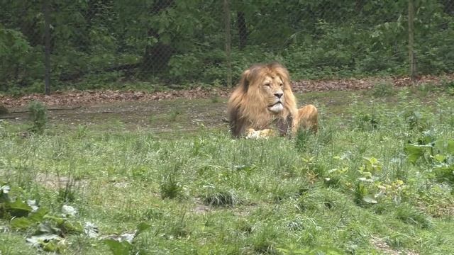 Прайд львов. Сафари-парк " Burgers’ Zoo" Нидерланды. смотреть онлайн