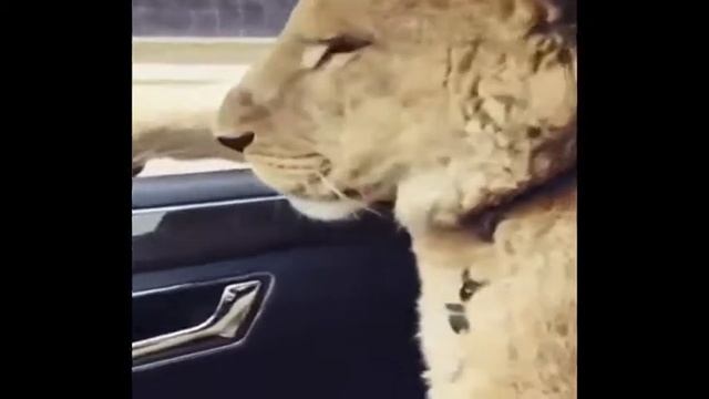 лев в машине смотреть онлайн