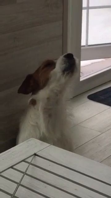 Джек Рассел терьер смотреть онлайн