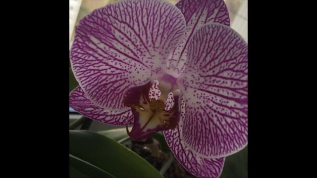 ✨🌸 смотреть онлайн