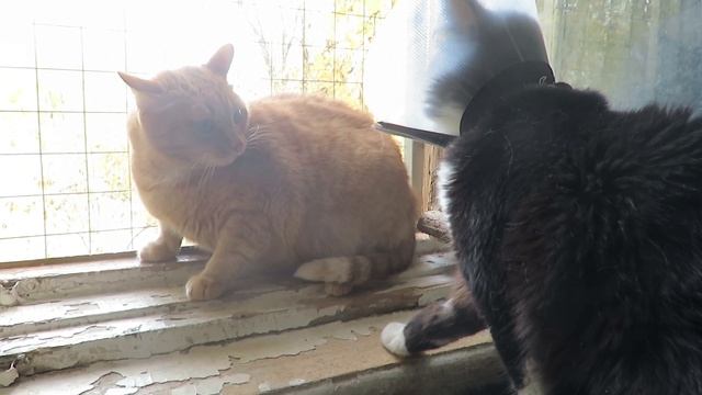 Самурай боится Мурзика смотреть онлайн