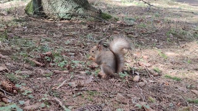 Санкт-Петербург Павловский парк, 13/04/2024. Белки вышли на охоту